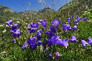 36 Campanule